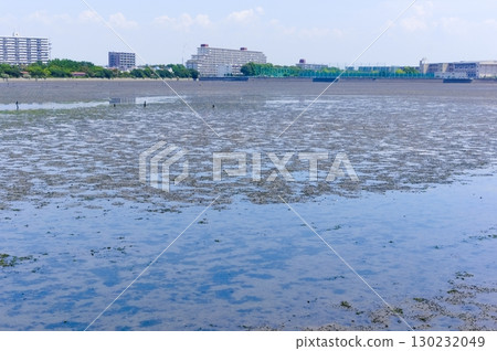 千葉縣習志野市谷津灘塗週邊，2025年8月 130232049