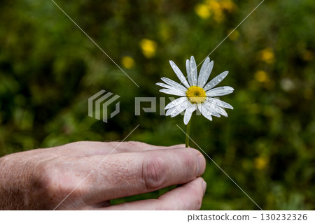 man holding delicate daisy with water droplets in lush green background during outdoor moment. 130232326
