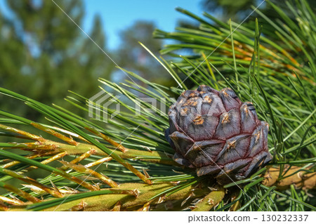 cedar cone on branch surrounded by green needles under clear blue sky in forest setting. closeup. cedar cone on branch surrounded by green needles under clear blue sky in forest setting. closeup. 130232337