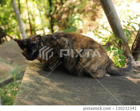 A cat staring at you A cat staring at you 130232341