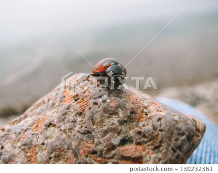 close-up view ladybug resting on stone near water on calm day. beauty in nature. close-up view ladybug resting on stone near water on calm day. beauty in nature. 130232361