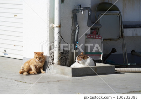 A cat sitting and staring at you 130232383