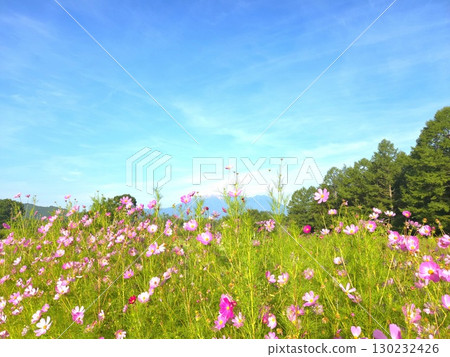 夏季的御嶽山與花景 夏季的御嶽山與花景 130232426