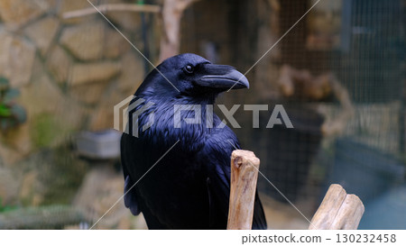 A striking close-up of a common raven, its glossy black feathers shimmering with hints of blue and purple, as it perches on a rustic wooden branch 130232458