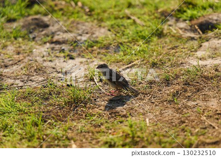 A small bird is perched on the ground in its habitat, showcasing beauty and charm 130232510