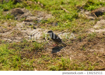 A Sparrow Resting on the Ground Within Its Own Natural Habitat, Surrounded by Natures Beauty 130232511