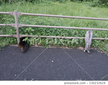 Cat to take a nap 130232628