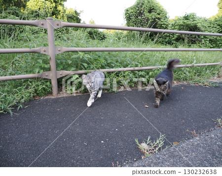 Cat to take a nap 130232638