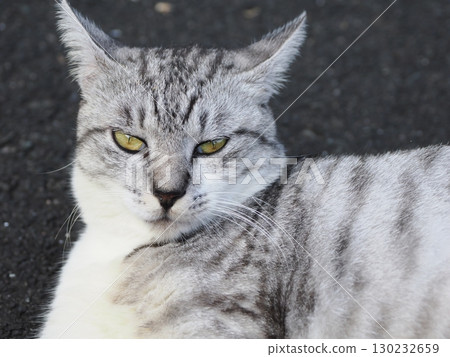 Cat to take a nap 130232659