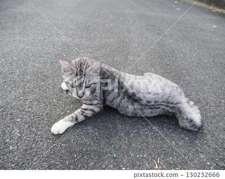 貓小睡一會兒 130232666