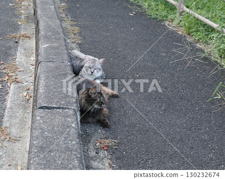 Cat to take a nap 130232674