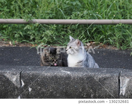 貓小睡一會兒 130232681