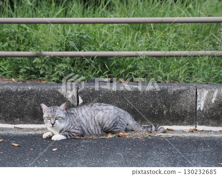 Cat to take a nap Cat to take a nap 130232685