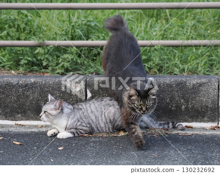 Cat to take a nap 130232692