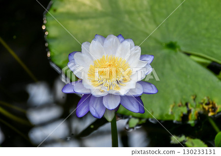 Tropical water lily Nympheae 'immutabilis' 130233131