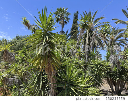 Yuccas and palms in the cactus garden in Park Yarkon 130233359