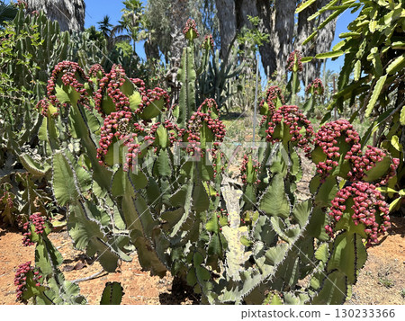 Desert candle or candelabra spurge (lat. Euphorbia abyssinica) 130233366