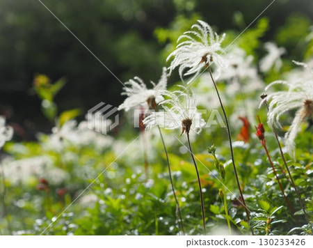 The shiny fluff of the Aleutiana (20250822075636) 130233426