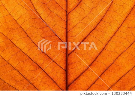 Autumn nature texture background material collection Images of autumn leaves, fallen leaves, chestnuts, autumn grass, etc. 130233444