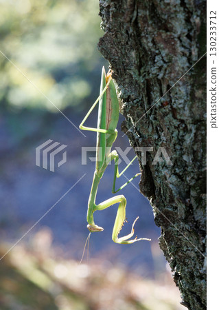 Giant praying mantis perched on a tree 130233712
