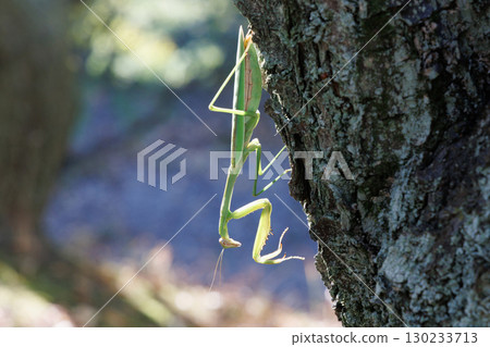 Giant praying mantis perched on a tree Giant praying mantis perched on a tree 130233713