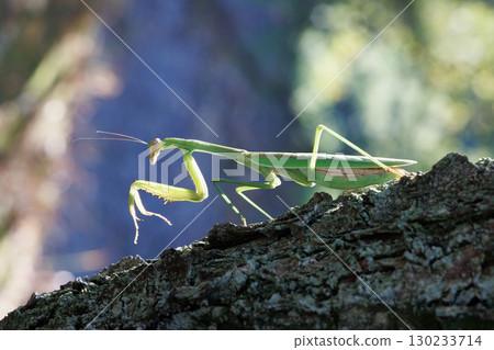 棲息在樹上的巨型螳螂 棲息在樹上的巨型螳螂 130233714