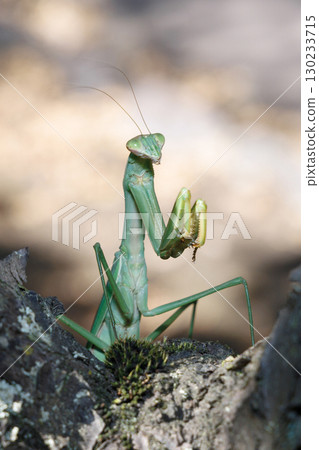 棲息在樹上的巨型螳螂 棲息在樹上的巨型螳螂 130233715