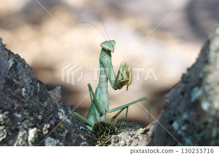 Giant praying mantis perched on a tree 130233716