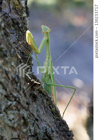 Giant praying mantis perched on a tree 130233717