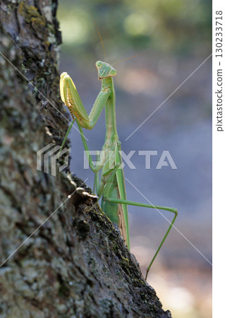 Giant praying mantis perched on a tree 130233718