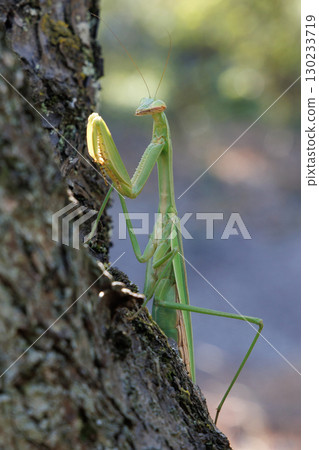 Giant praying mantis perched on a tree 130233719