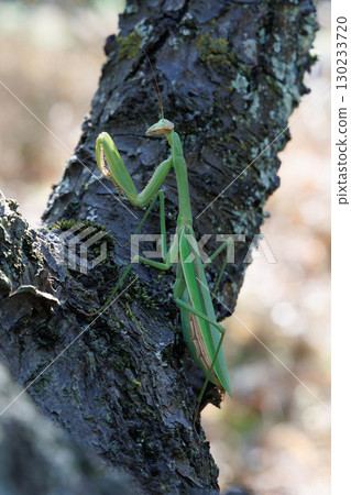 Giant praying mantis perched on a tree 130233720