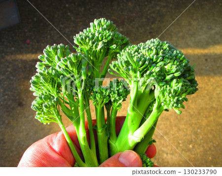 A view of harvested stick senor (stem broccoli) A view of harvested stick senor (stem broccoli) 130233790