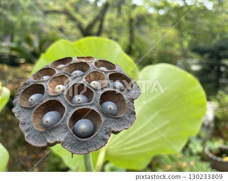 蓮花真的 130233809