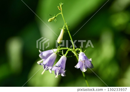 萊迪貝爾 130233937