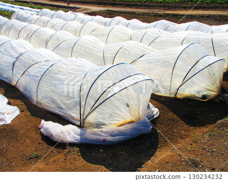 Scenery of tunnel cultivation in the field 130234232