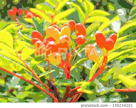Rowan berries beginning to turn color (afr20250822080007) Rowan berries beginning to turn color (afr20250822080007) 130234281