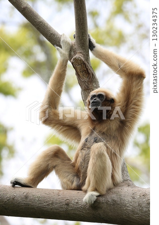 一隻雌性白手長臂猿坐在樹上，抬頭仰望 130234375