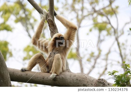 白手長臂猿坐在樹上回頭看 白手長臂猿坐在樹上回頭看 130234376