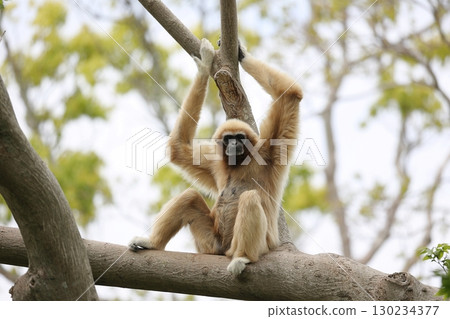白手長臂猿坐在樹上看著鏡頭 白手長臂猿坐在樹上看著鏡頭 130234377