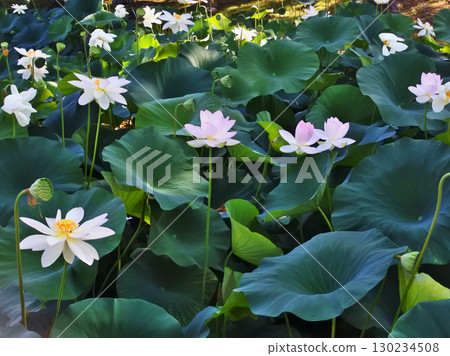 A scene of early summer when lotus flowers bloom A scene of early summer when lotus flowers bloom 130234508