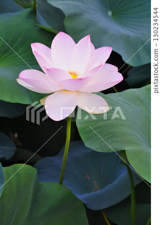 初夏荷花盛開的景象 初夏荷花盛開的景象 130234544