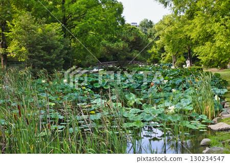 A scene of early summer when lotus flowers bloom 130234547