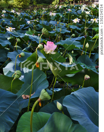 A scene of early summer when lotus flowers bloom 130234554