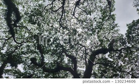 Low angle view of trees against sky 130234606