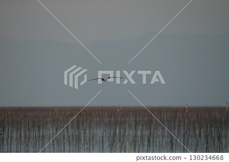 Omuta City, Ariake Sea, Nori field, New Year's Day dusk, Omuta City, Ariake Sea, Nori field, New Year's Day dusk, 130234668