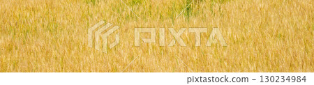 北海道收穫前的金色麥田 130234984