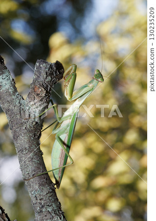 Giant praying mantis perched on a tree 130235209
