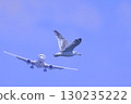 Airplane and Black-tailed Gull (composite photo) 130235222