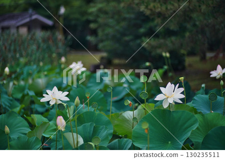 初夏荷花盛開的景象 初夏荷花盛開的景象 130235511